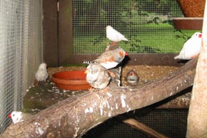 Prachtfinken in Friedrichsmoor