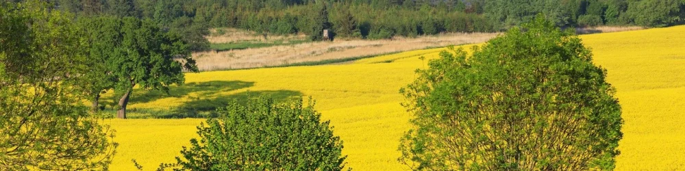 Gelbes Rapsfeld mit Blick auf das blaue Wasser